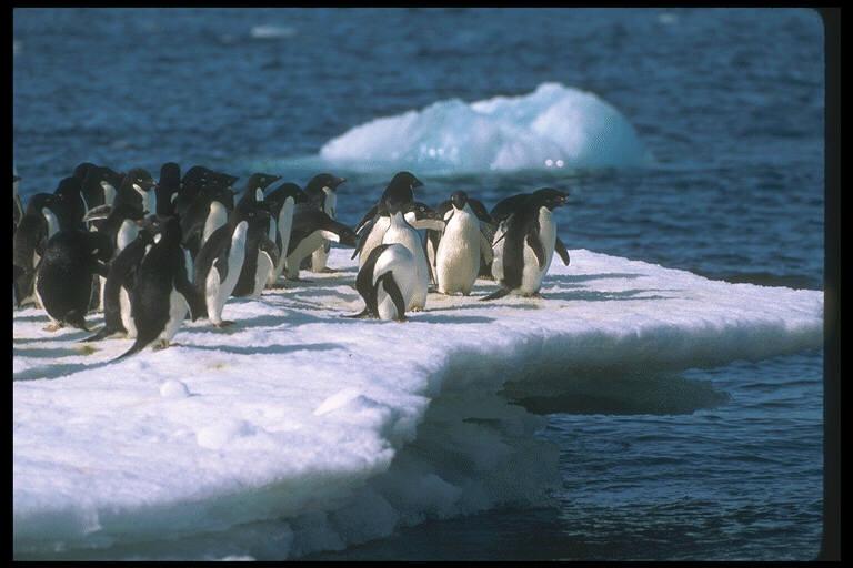 gifa75-Adelie Penguins-Flock on iceberg.jpg