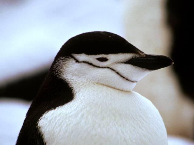 Chinstrap Penguin 02-Face Closeup.jpg