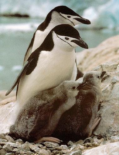 Chinstrap Penguins 01-Pair nursing chicks.jpg