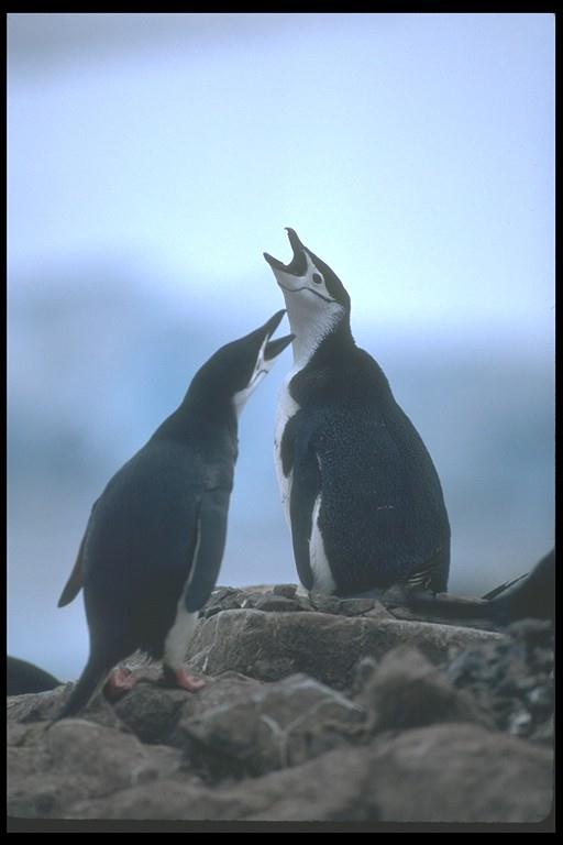 Chinstrap Penguins Greeting-106040.jpg