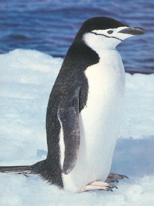 iv Chinstrap Penguin 07-Portrait on ice.jpg