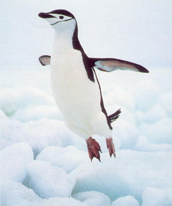 Penguin Flying-Chinstrap Penguin.jpg