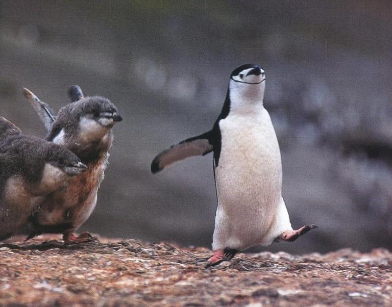penguins05.jpg