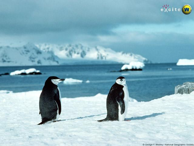 Penguins-Chinstrap Penguins-pair.jpg
