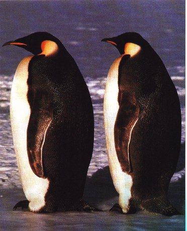 Emperor Penguins-Standing on shore.jpg