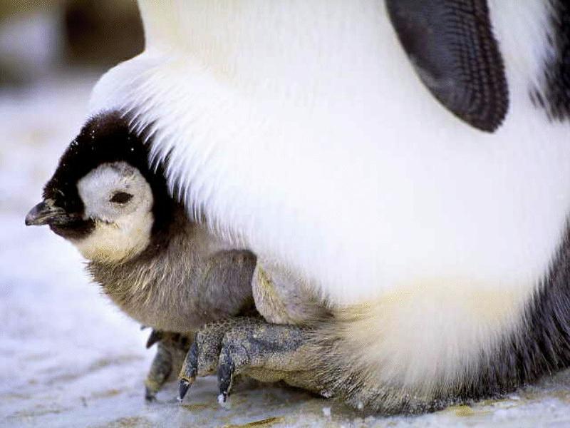 BABY10-Emperor Penguin-young on dads feet.jpg