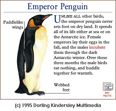 DKMMNature-Bird-Emperor Penguin.gif