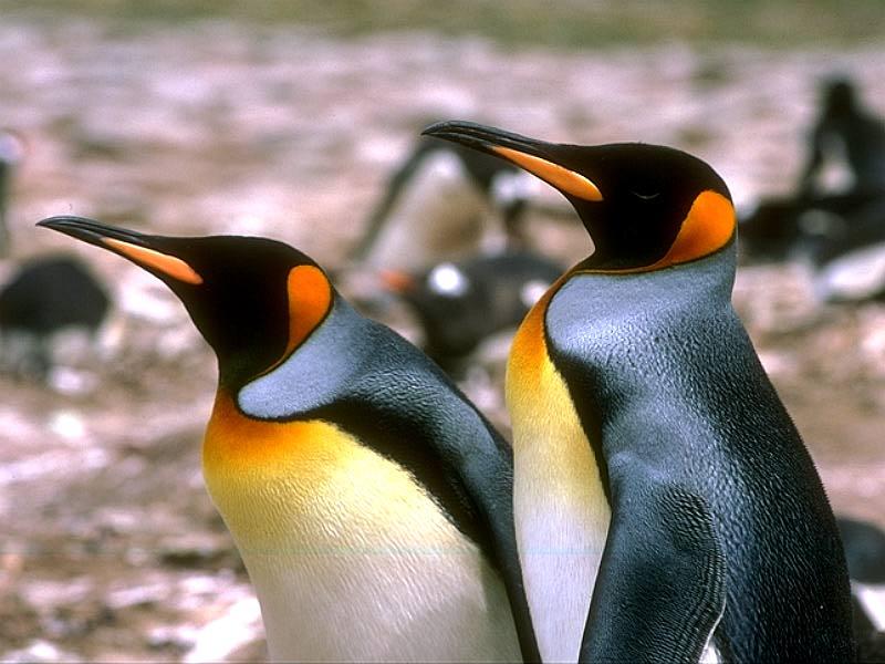 Emperor Penguin 00.jpg