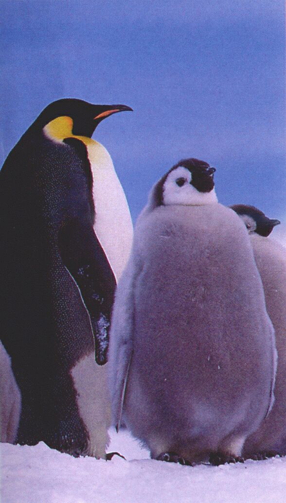 Emperor penguins-adult and chicks-closeup.jpg
