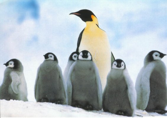 Emperor Penguins-schooling chicks.jpg