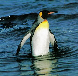 Emperor Penguin-03-Walking-In Sea Water.jpg