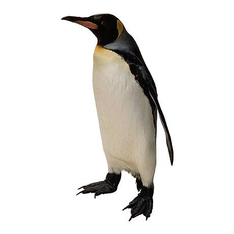 Emperor Penguin 6-In white background.jpg