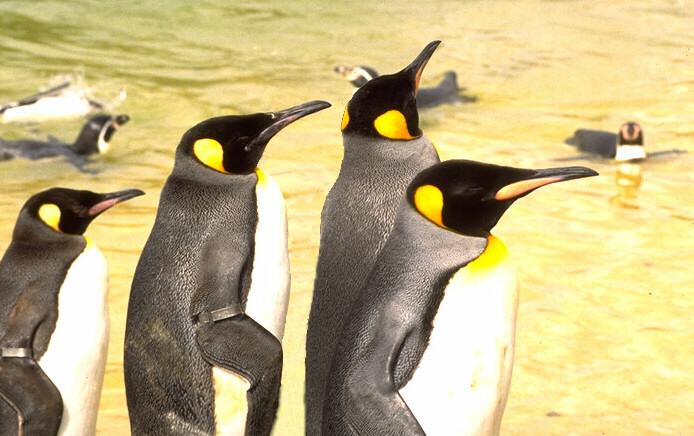 Emperor Penguins 2-Closeup.jpg