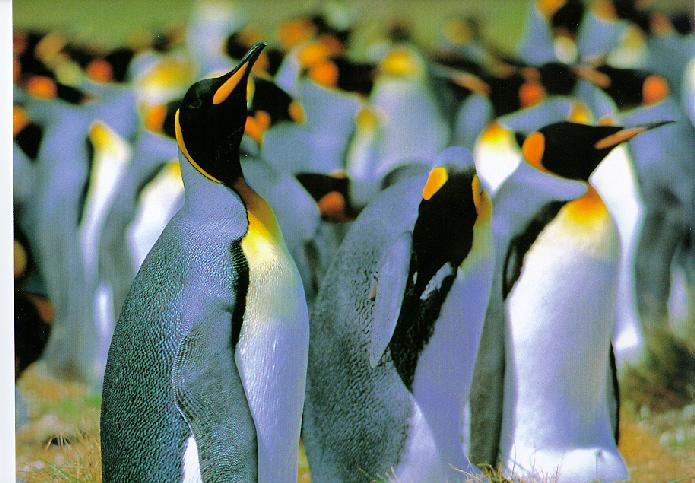 Emperor Penguins-02-Flock-Closeup.jpg