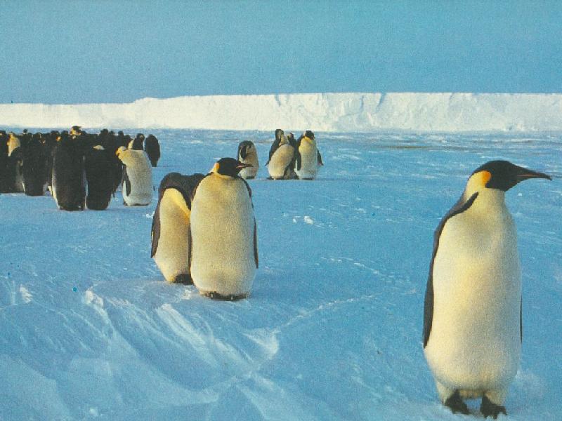 Emperor Penguins 4-Flock on iceland.jpg
