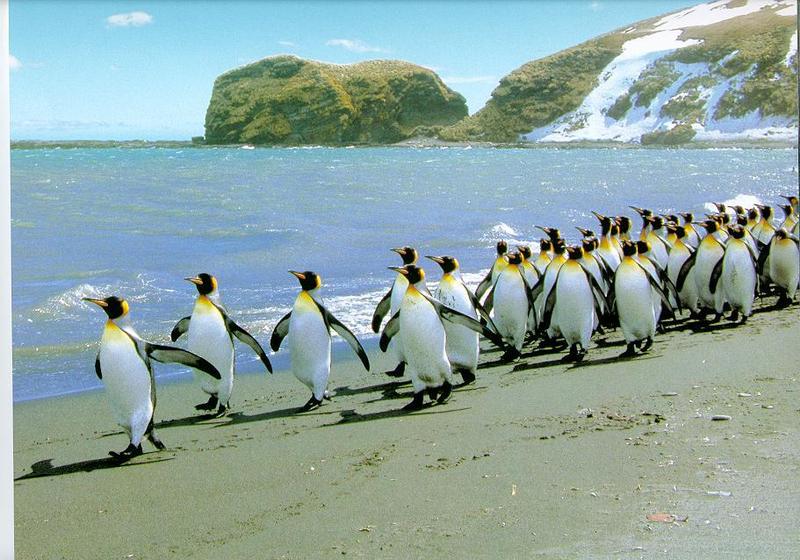 Emperor Penguins-04-School-Marching.jpg