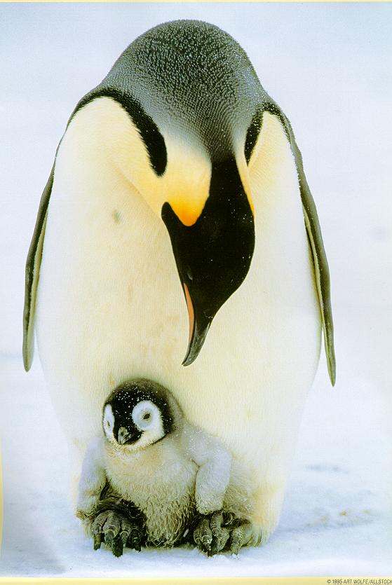Emperor Penguins-06-Mom Nursing Baby Chick.jpg