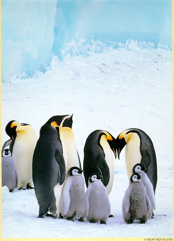 Emperor Penguins-07-Moms and babies.jpg