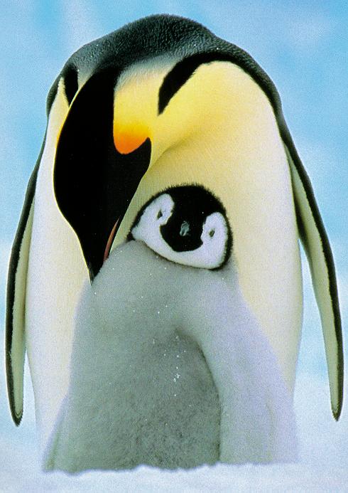 Emperor Penguins-14-Mom Nursing Baby Chick.jpg