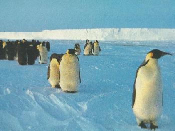 Emperor Penguins 1-On Ice.jpg