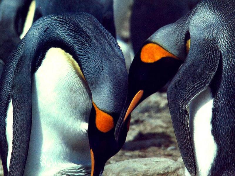 Emperor Penguins 2-Pair-Head to Head.jpg