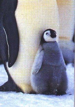 Emperor Penguins-Baby Chick-In Front Of Mom.jpg