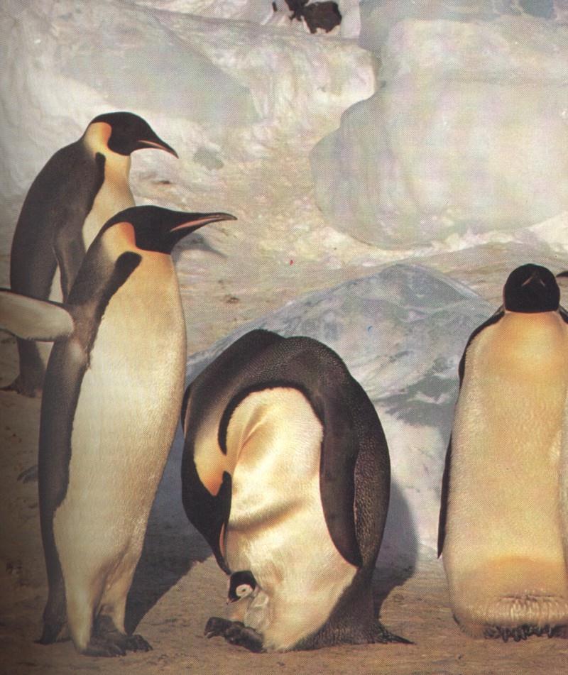 Emperor Penguins Flock-Nursing Chick.jpg
