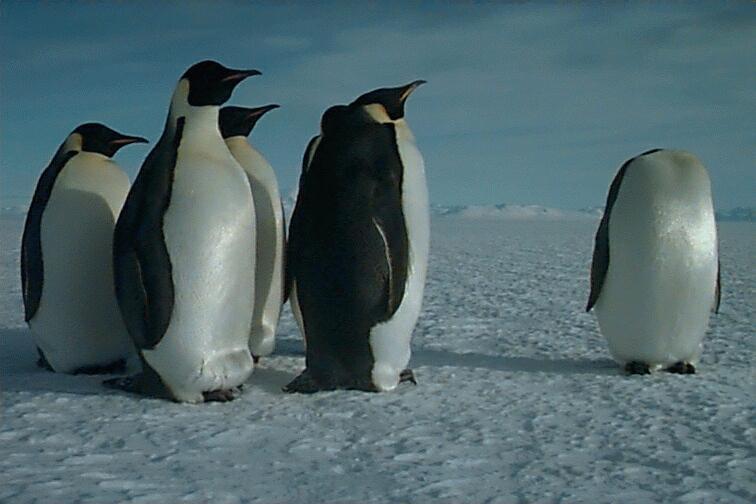 Emperor Penguins-On Snowland.jpg