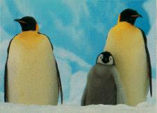 Emperor Penguins-Parent and Baby.jpg