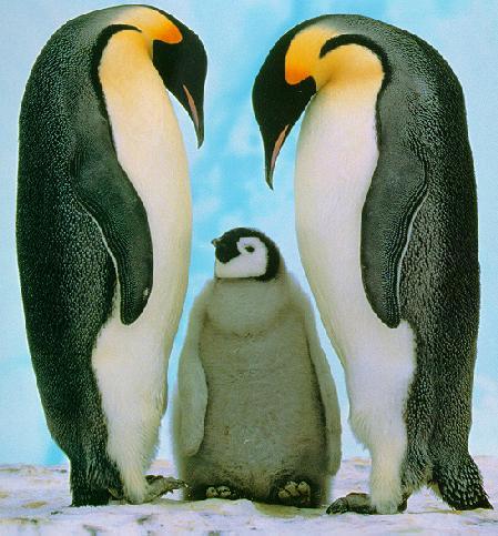 Emperor Penguins-Parent and Chick.jpg