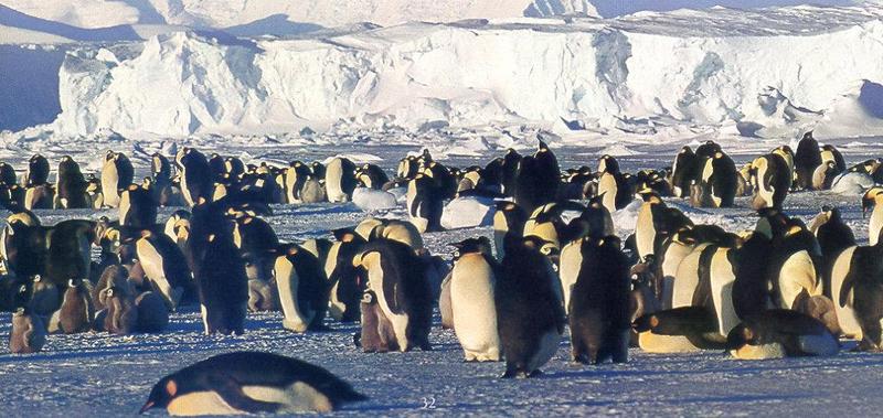 lj Penguins-South America.jpg