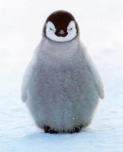 penguin1-sj.jpg
