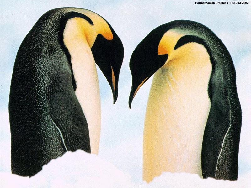 PVWild00-2 Emperor Penguins.jpg