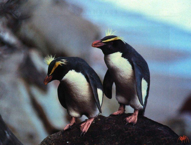 fiordland crested penguin (eudyptes pachyrhynchus).jpg