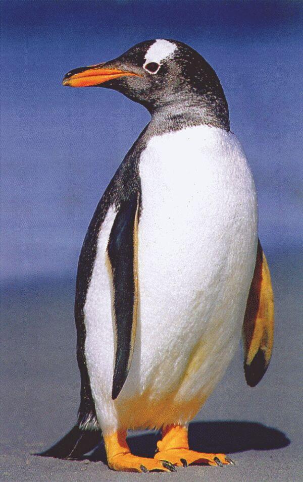 Gentoo penguin-closeup on beach.jpg