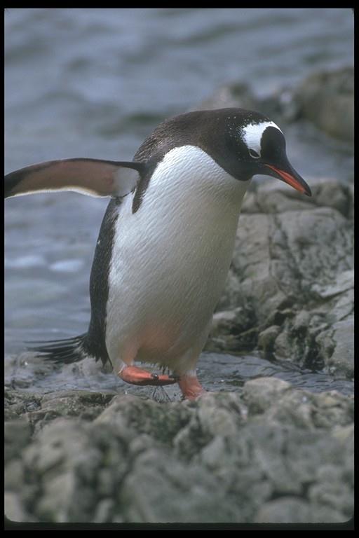 Gentoo Penguin-106018.jpg