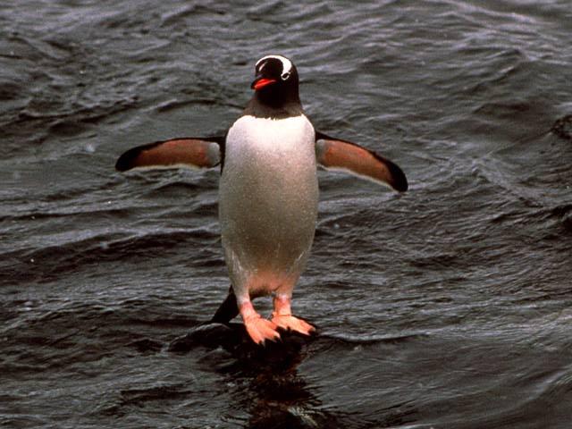 Gentoo Penguin 006-On Rock open wings.jpg