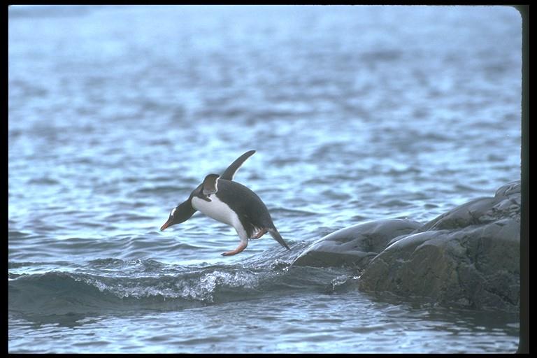 Gentoo Penguin-Jumping Into Water-106028.jpg