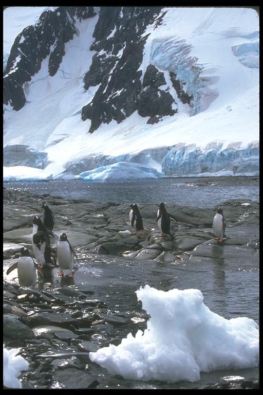 Gentoo Penguins-106023.jpg