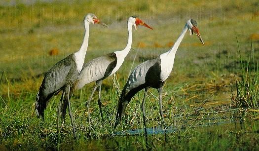 Pardosa birds Wattled crane 060-triple in swamp.jpg