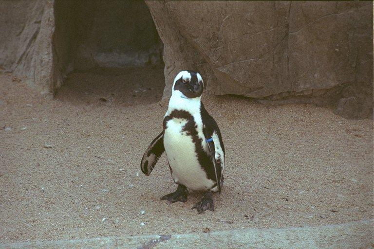 African Jackass Penguin-Denver Zoo.jpg