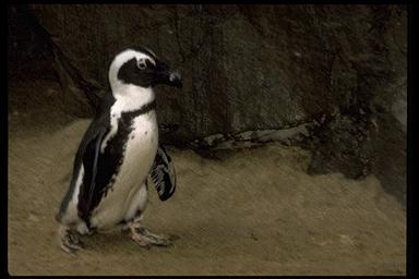 Gpbrdx08-African Jackass Penguin-walks.jpg