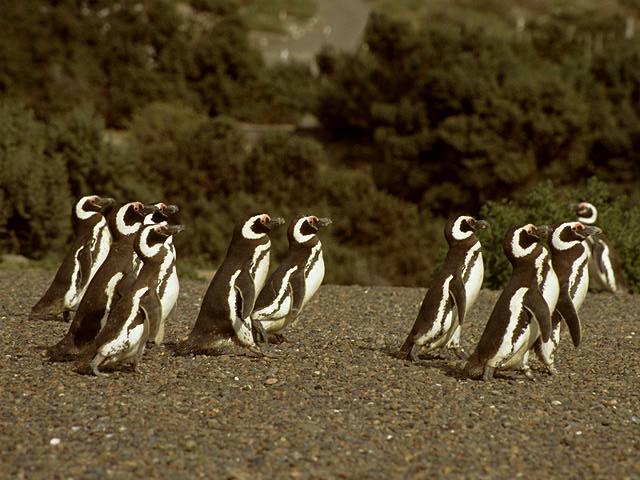 Jackass Penguins 003-Flock Marching.jpg