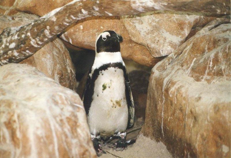pinguin01-Jackass Penguin-at cave entrance.jpg