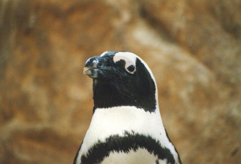 pinguin02-Jackass Penguin-face closeup.jpg