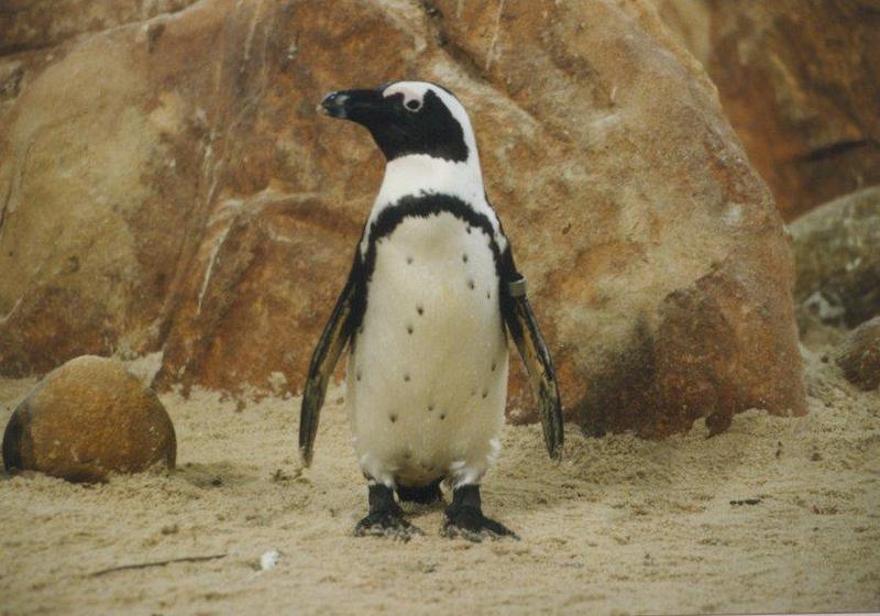 pinguin03-Jackass Penguin-standing on sand.jpg
