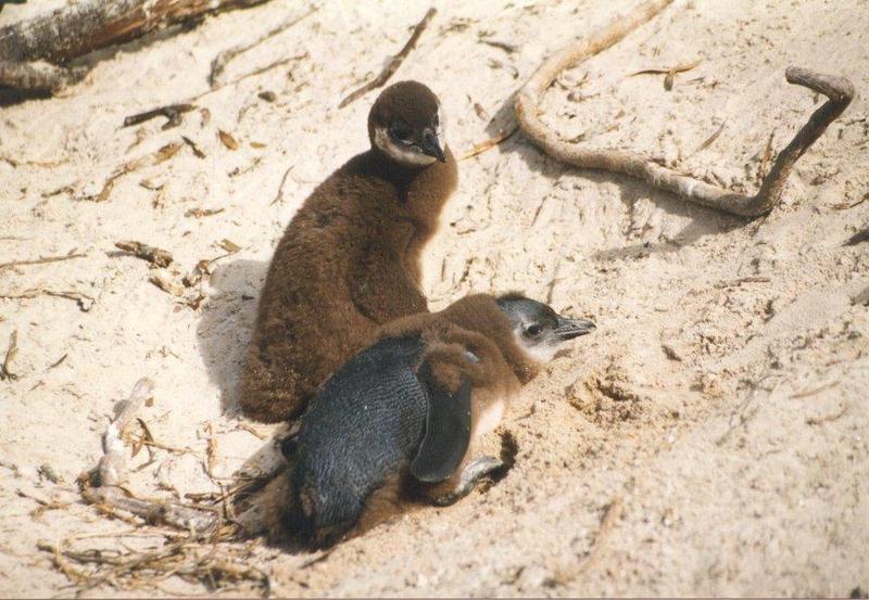pinguin04-Jackass Penguins-two babies.jpg