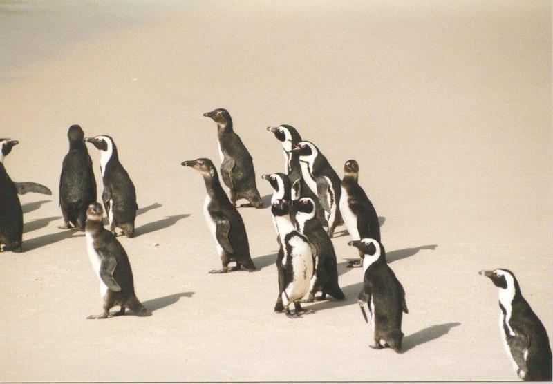 pinguin05-Jackass Penguins-flock marching.jpg