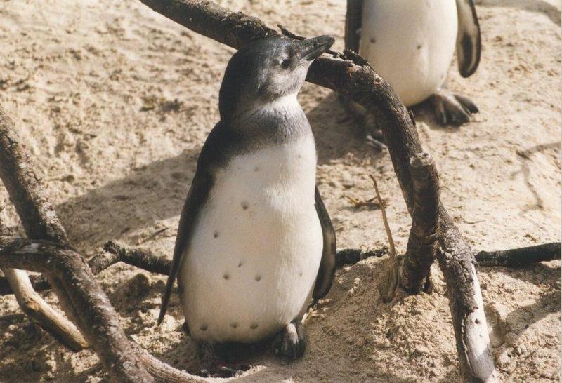 pinguin10-Jackass Penguins-juvenile-closeup.jpg