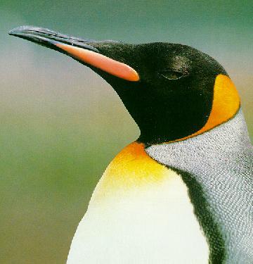 King Penguin-12-Face Closeup.jpg